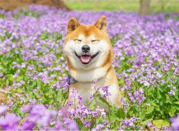 hinh-nen-cho-shiba