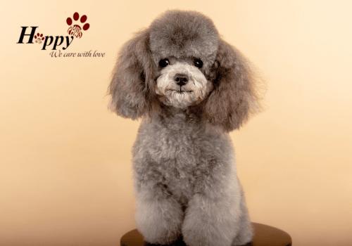 Đặc điểm của giống chó Poodle