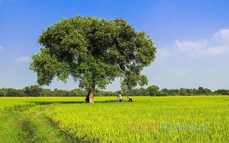 Hình nền quê hương tuyệt đẹp