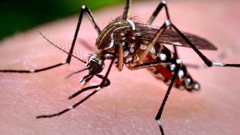 Muỗi vằn Aedes là tác nhân làm lây truyền bệnh sốt xuất huyết