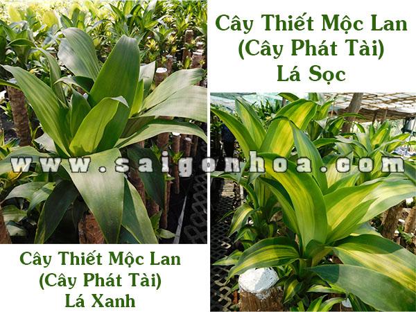 Cay Thiet Moc Lan La Xanh Va Cay Thiet Moc Lan La Soc