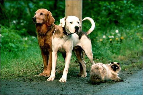 golden-retrievers-lac