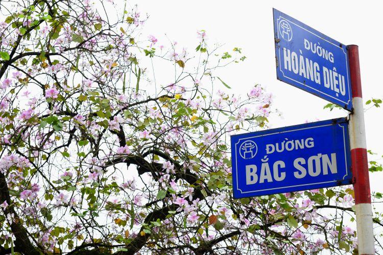 Mùa hoa ban tô sắc màu Tây Bắc giữa lòng thủ đô