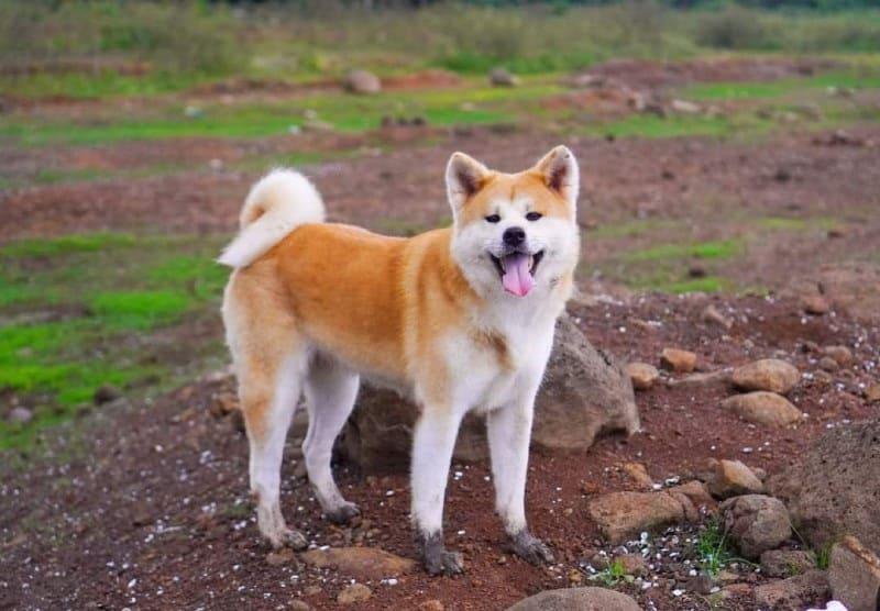 chó Akita