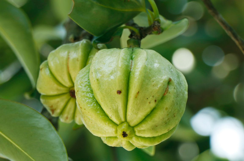 Garcinia Cambogia là gì và có tác dụng gì 1