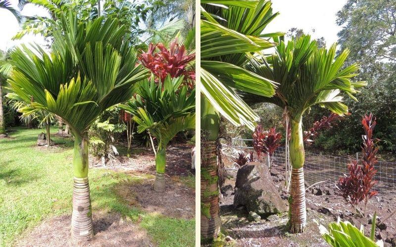 Cây cau lùn có tên khoa học là Areca catechu, thuộc họ Arecaceae (họ Cau)