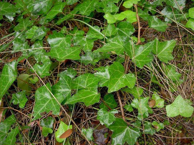 English Ivy